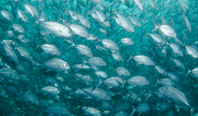 Microsoft is Live Streaming from Its Underwater Data Center