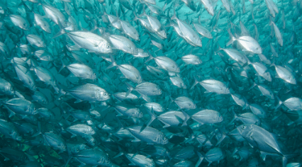 Microsoft is Live Streaming from Its Underwater Data Center